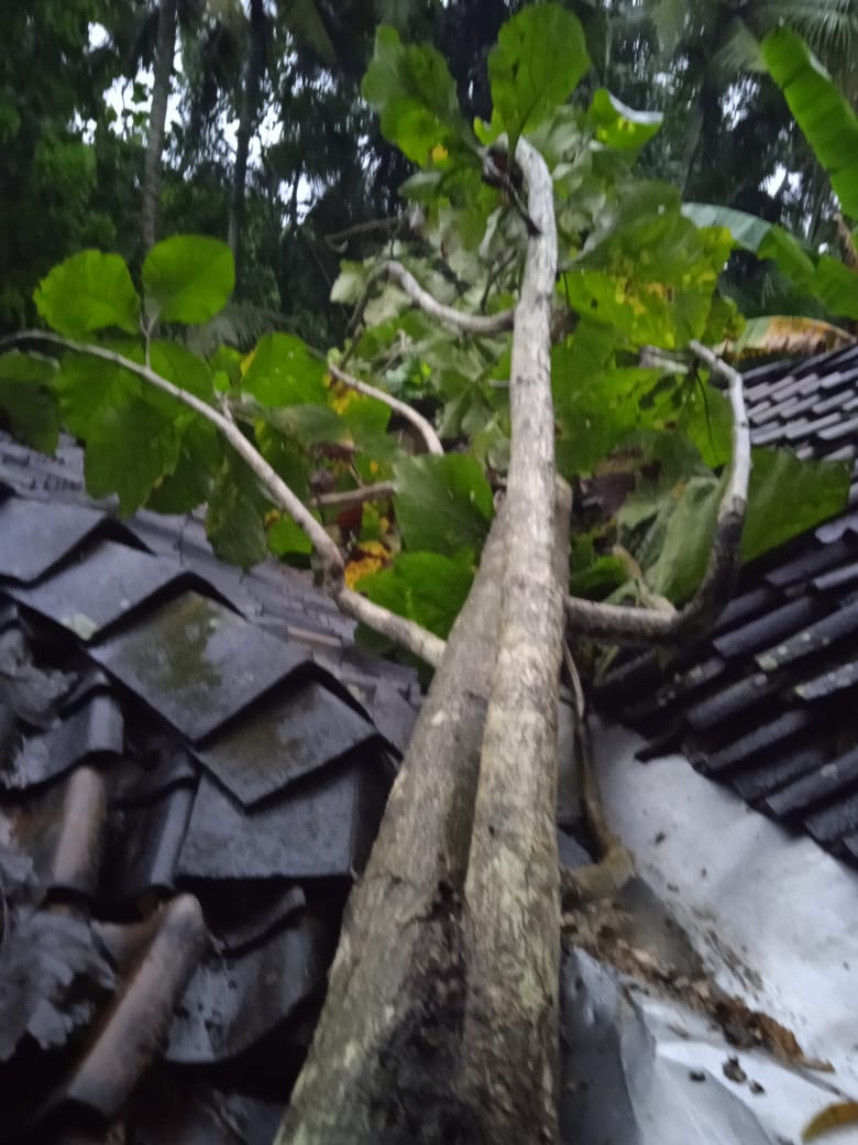 Rumah Warga Tertimpa Pohon Akibat Hujan dan Angin